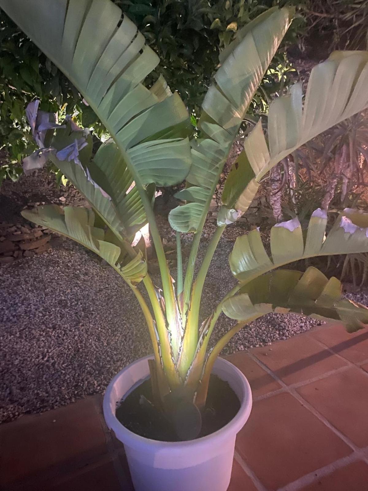 Finca Angelita Torrox Dış mekan fotoğraf