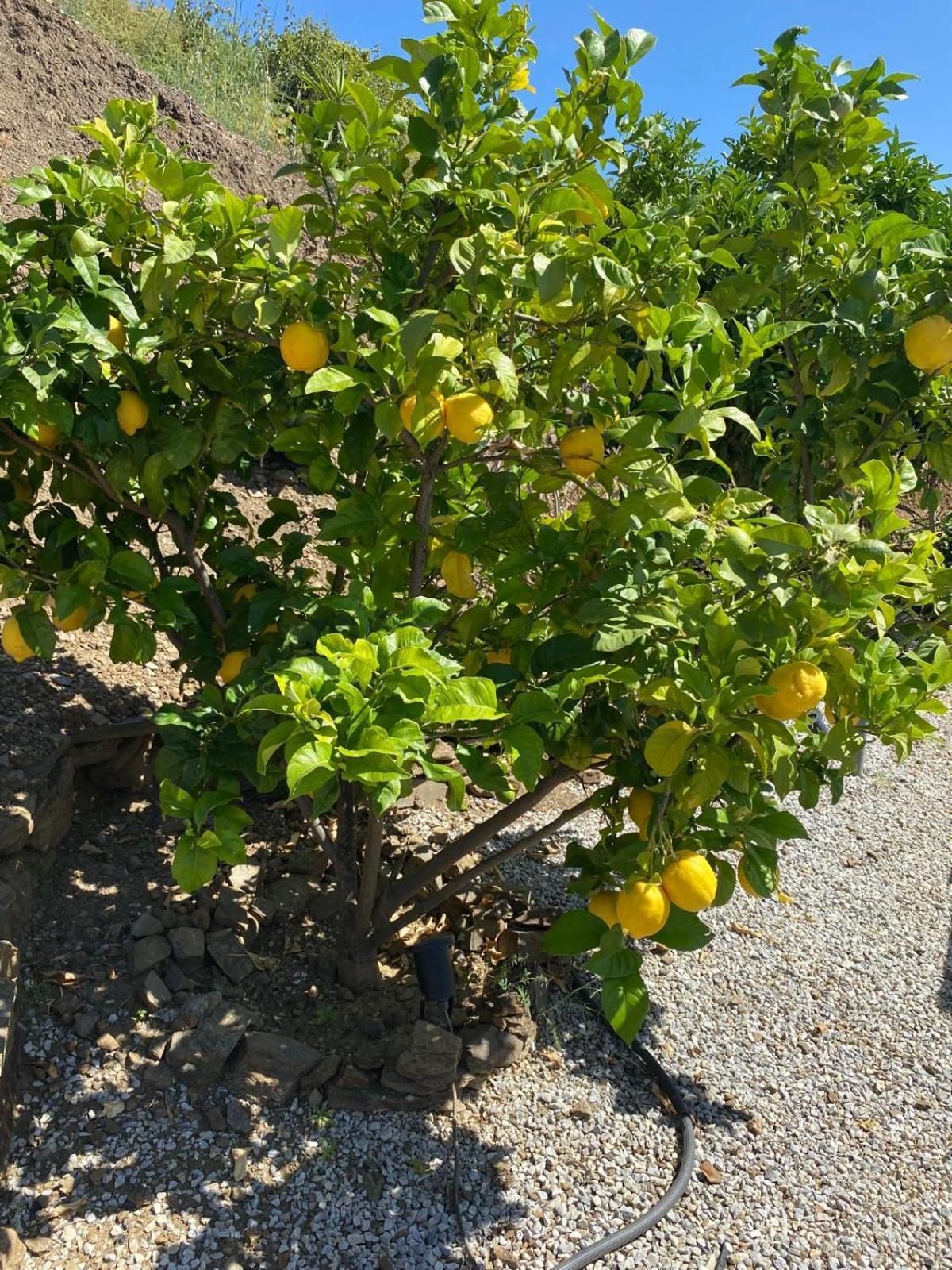 Finca Angelita Torrox Dış mekan fotoğraf